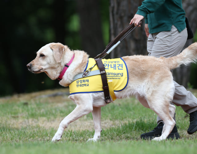 The guide dog for the visually impaired is seriously participating in puppy walking training with the trainer.