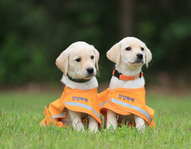 Two young trainee guide dogs are standing side by side.
